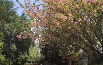 春色滿園-溫馨鹭湖(hú)宮